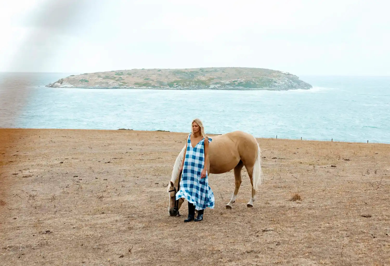 A palomino horse with a long, light-colored mane and tail.